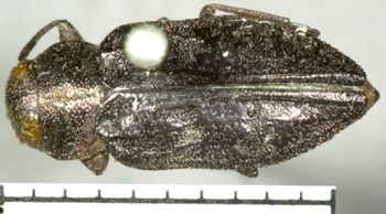 Media type: image;   Entomology 2694 Aspect: habitus dorsal view